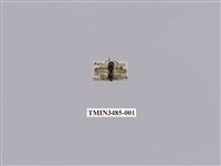 藏品(黃斑蜾蠃)的圖片